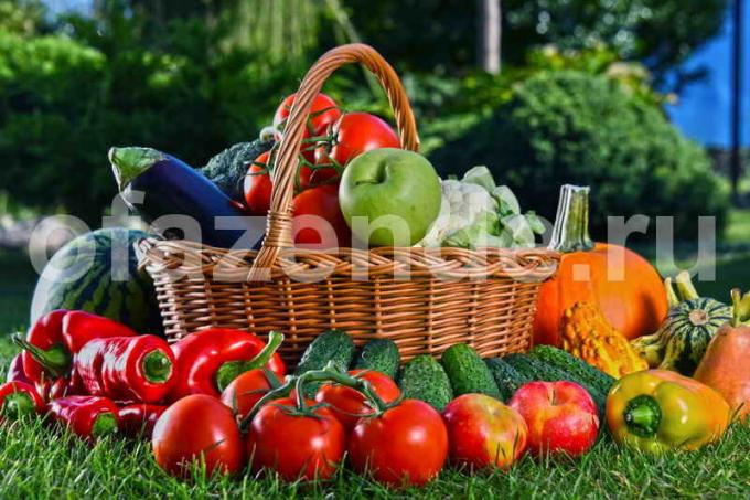 Gyűjtemény zöldséget. Illusztráció egy cikket használják a normál engedély © ofazende.ru