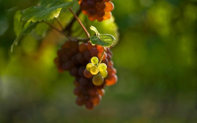 Melyek a 3 fő szabályokat kell követni, ha ültetés szőlőt tavasszal, hogy továbbra is megkapja a nagy növények