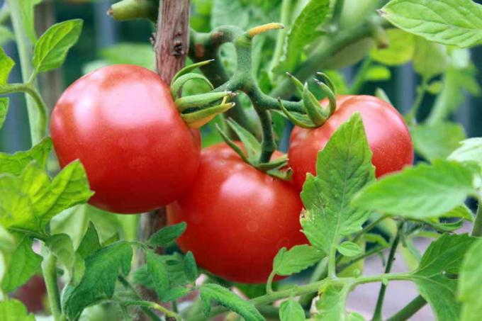 Harvest paradicsom. Illusztráció egy cikket használják a normál engedély © ofazende.ru