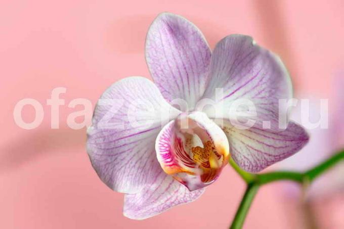 Orchidea virág. Illusztráció egy cikket használják a normál engedély © ofazende.ru