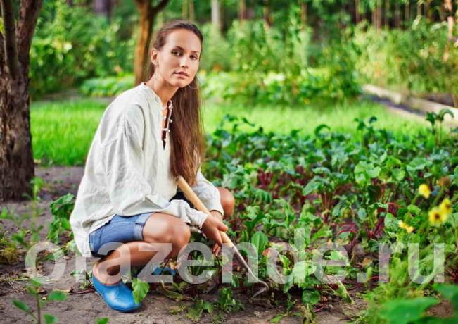 Veteményeskert lusta emberek a kezüket tippek kertészek
