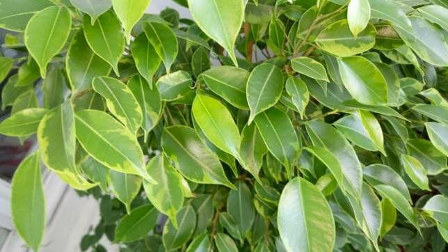 Mit akar Ficus benjamina? 5 egyszerű tipp az egészséges növekedés