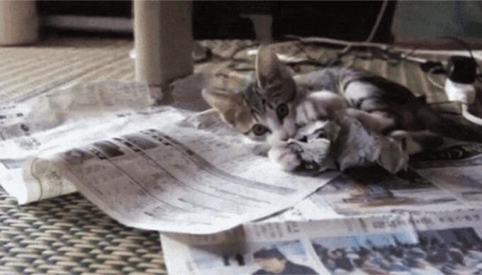 A macska lesz minden, amit kínálnak. / Fotó: pikabu.ru