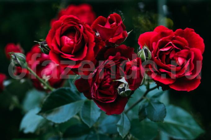 8 titkait növekvő rózsa