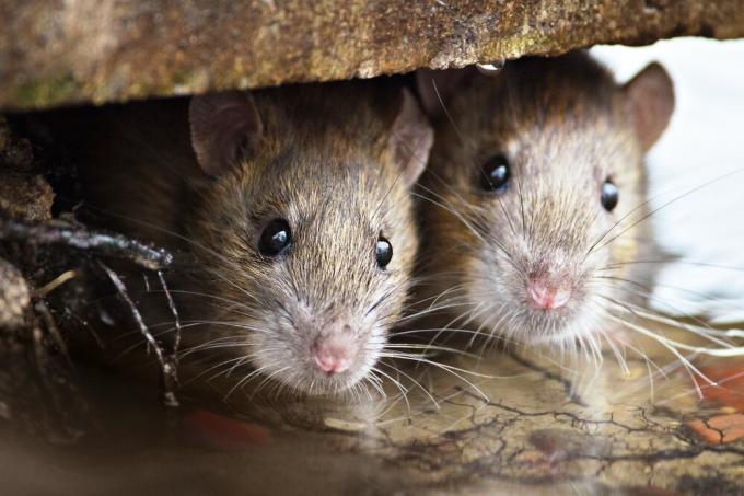 Mi szigetelés egerek nem harap? Kísérlet eredményeit.