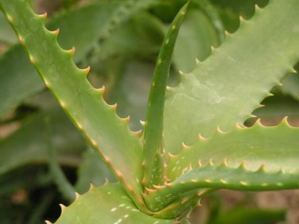 Aloe vera levelek. Mentse el a kiadvány a szociális hálózatok, annak érdekében, hogy ne veszítse el!