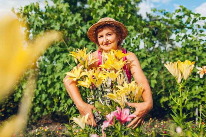 Transzplantációs liliomok. Illusztráció egy cikket használják a normál engedély © ofazende.ru