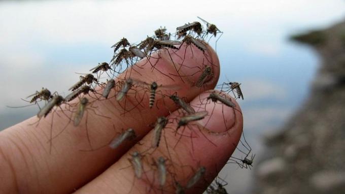 Sikerült megszabadulni a szúnyogok saját nyaraló
