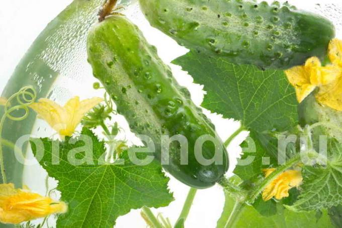 Miért csavart levelek uborka? Illusztráció egy cikket használják a normál engedély © ofazende.ru
