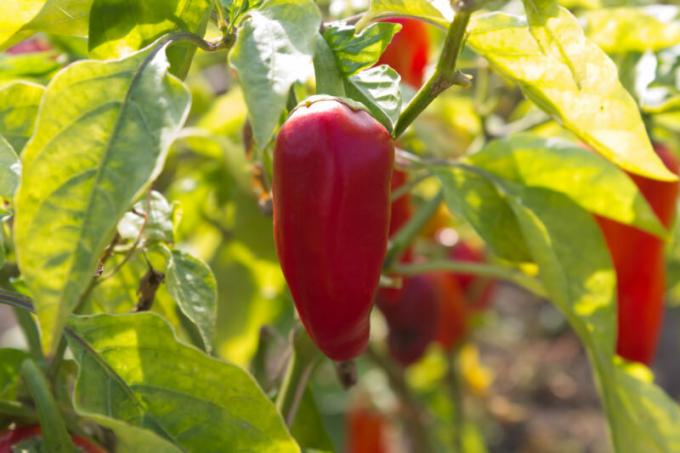 Pepper nem válogatós termesztési körülmények, de szüksége van egy termékeny talajra. Illusztráció egy cikket használják a normál engedély © ofazende.com