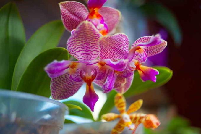 A hidrogén-peroxid - az egyik legjobb műtrágya az orchideák