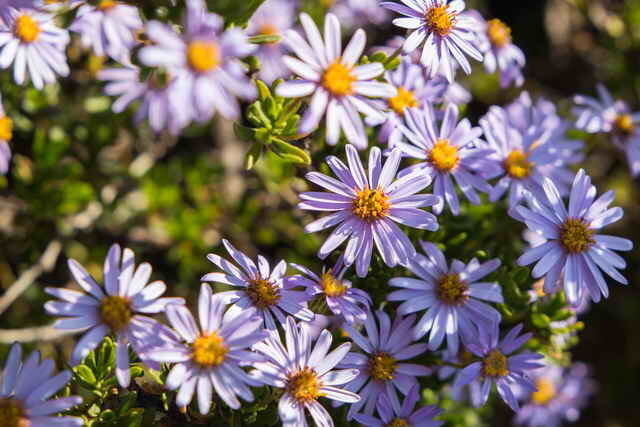 Blue virágzat (Fotó használt standard alapján licenc © ofazende.ru)