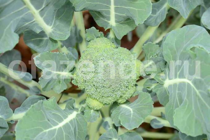 Növekvő brokkoli. Illusztráció egy cikket használják a normál engedély © ofazende.ru