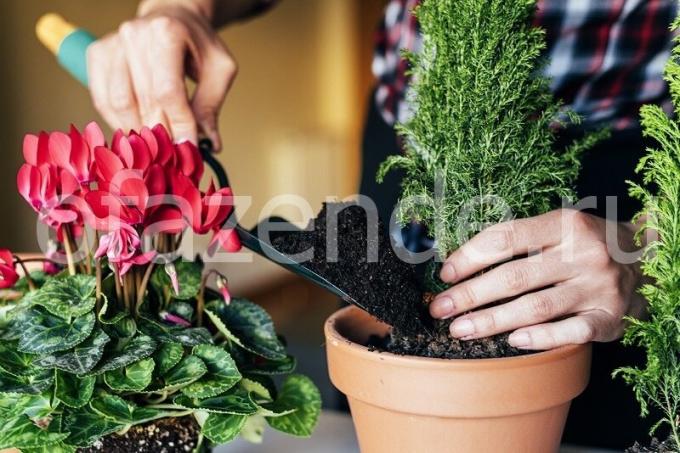Gondozása növények. Illusztráció egy cikket használják a normál engedély © ofazende.ru