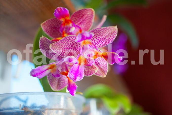 Növekvő orchideák. Illusztráció egy cikket használják a normál engedély © ofazende.ru