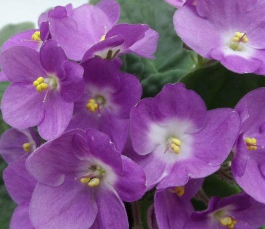 Bólogató virágok ibolya - a tudás és a megfelelő ellátás
