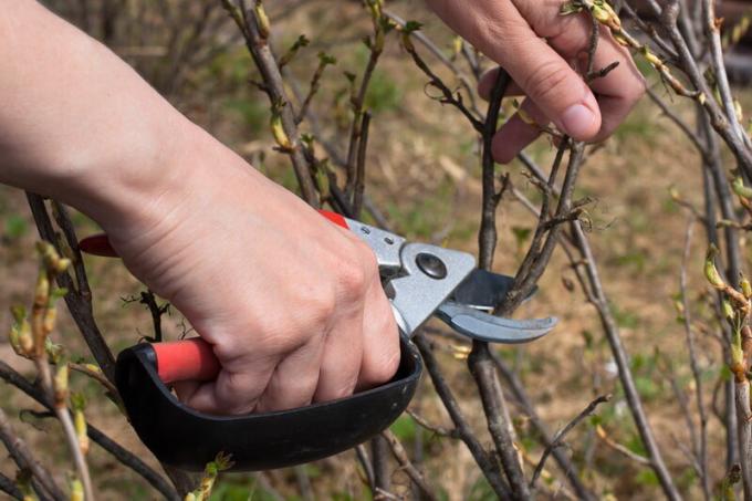 Gyümölcsfák metszési: hogyan és mikor kell végezni