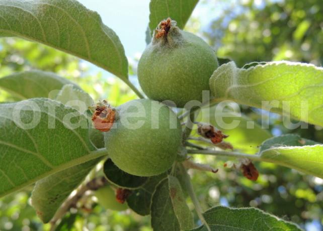 Petefészek alma egy ágon. Illusztráció egy cikket használják a normál engedély © ofazende.ru