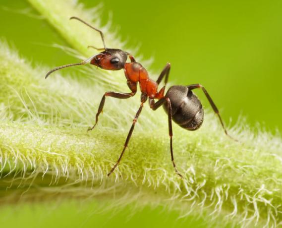 Kerti hangyák és levéltetvek: hogyan viszonyulnak és hogyan megszabadulni tőlük