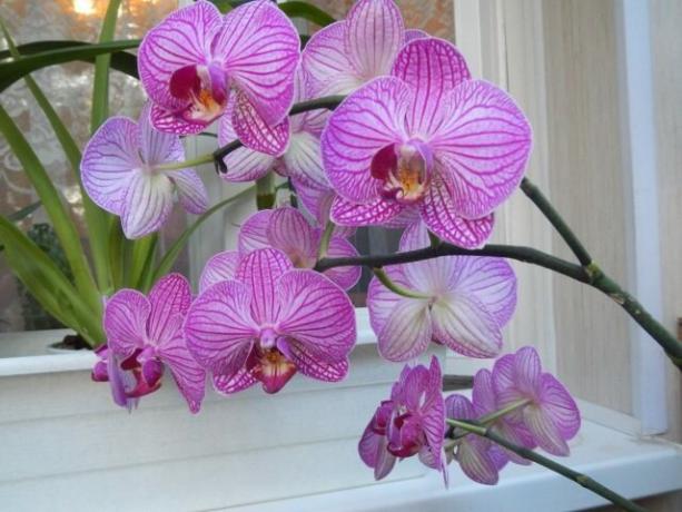 Mi köze kocsány orchidea virágzás utáni következő jönnek gyorsabban