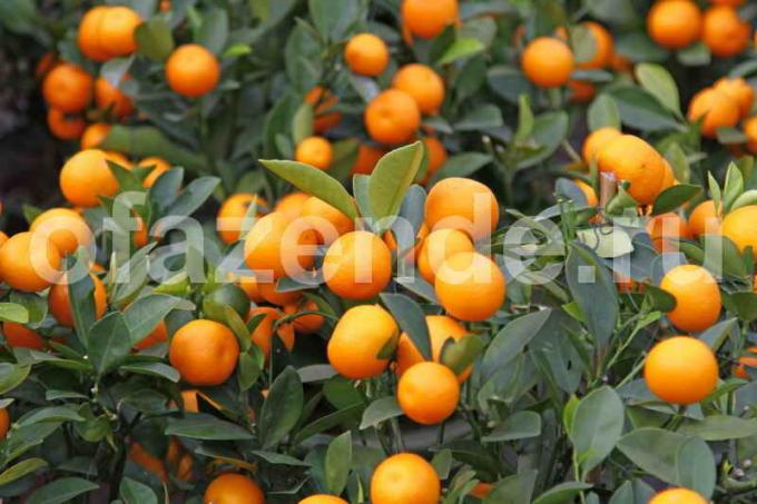 Növekvő mandarin fa. Illusztráció egy cikket használják a normál engedély © ofazende.ru
