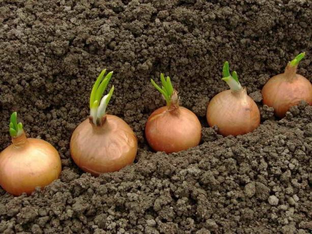 Harvest hagyma, akkor garantált