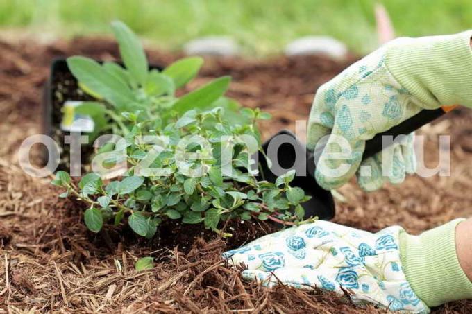 Talajtakarás a gyomok ellen: tippek kertészek